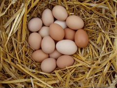 Инкубационное яйцо Австралорп черный