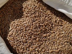 Кормовая пшеница, кукуруза (розница)