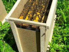 Пакеты пчёл / плодные матки Бакфаст и Карника