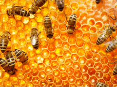 Пчелосемьи, рамка дадан