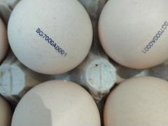 Инкубационное яйцо домашней птички