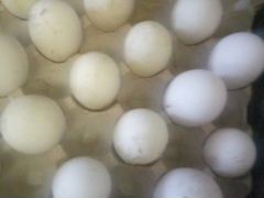 Продаются гусинные яйца
