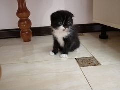 Черно-белый вислаухий котенок