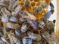 Пчелосемьи (пчёлы) карпатских пчёл