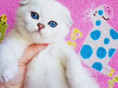 Прекрасный плюшевый котик с синими глазками