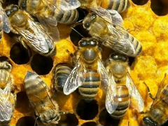 Пчелопакеты (3+1) дадан