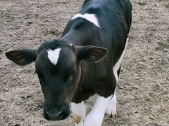 Бык бычок телочка коровы