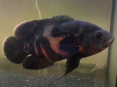 Рыбка Астронотус цихлиды рыба 25 см