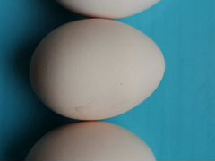 Инкубационное яйцо Борковская Барвистая