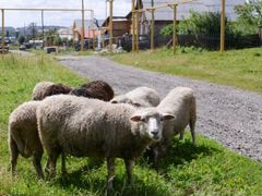 Овцы на Курбан