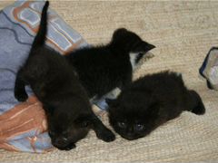 Просто 3 черных котенка