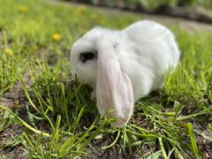 Кролик французский баран самки