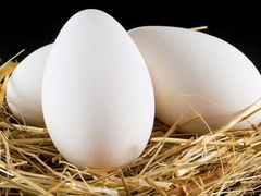 Инкубационные яйца гусей
