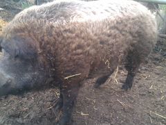 Свин производитель 1,5 года венгерская мангалица