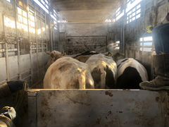 Коровы на убой 450 - 600 кг