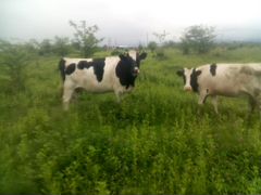 Корова и тёлка
