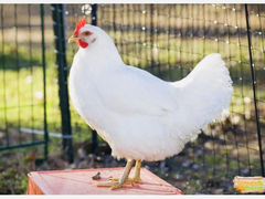 Птица Русская) курицы молодки (3-4 месяца)