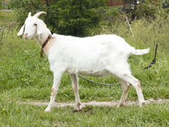 Молодая коза