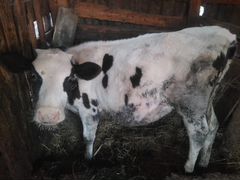 Корова и тёлочка 4 месяца
