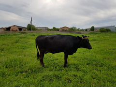 Корова швицкой породы