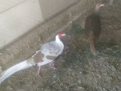 Серебристые фазаны