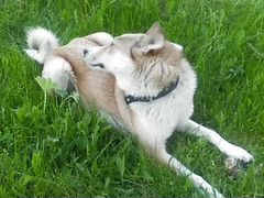 Западно-сибирские лайки щенки