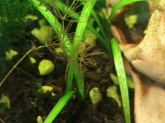 Креветки и аквариумное растение