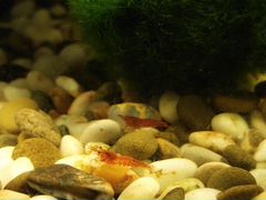 Красные аквариумные креветки