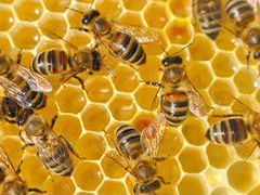 Пчелы (пчелосемьи с ульями)