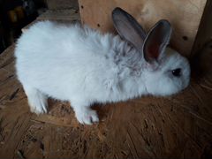 Продам кроликов, возраст 4-6 месяцев