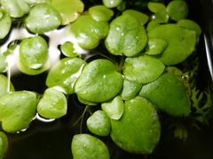 Растения Лимнобиум, Ричия плавучия, Пистия
