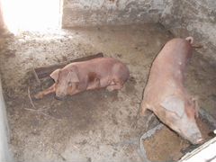 Хрячок и свинки- порода дюрок, свиньи на мясо