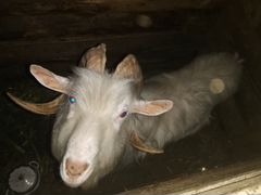 Продается козёл на мясо или на осеменение коз