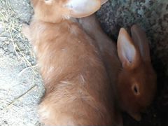 Кролик порода Новозеландские
