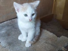Девочка котёнок с самыми красивыми глазами
