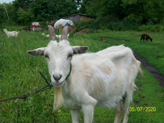 Продам коз и козочек