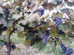 Листья винограда для долмы