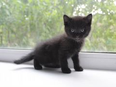Короткошерстный чёрный котик с доставкой