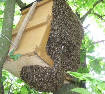 Пчелинный рой (В наличии)