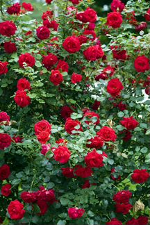 Розы плетистые и кустовые