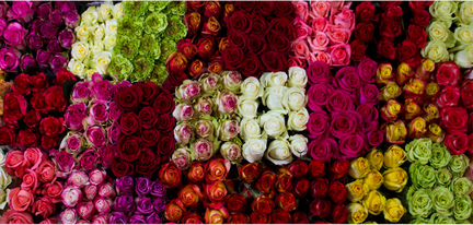 Цветы Роза Доставка