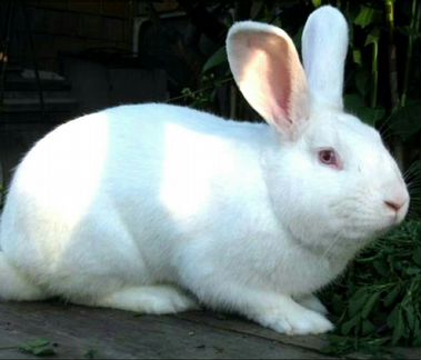 Кролик Белый Паннон