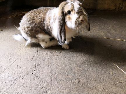 Кролики бараны