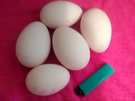 Продам инкубационные яица гуся линда