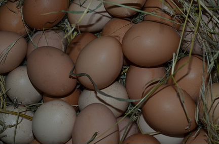 Инкубационные яйца и цыплята