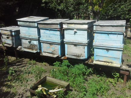 Рабочие пчелосемьи