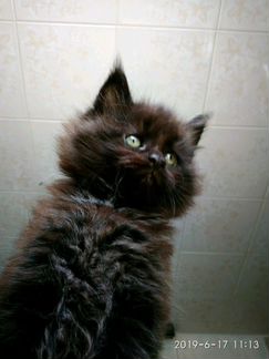 Котёнок породы Мейнкун 1.5 месяца