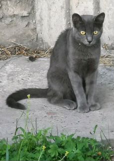 Котик Дымка