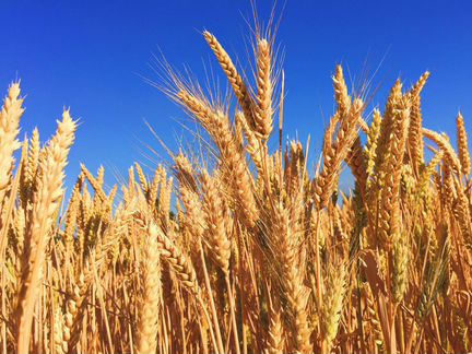 Продам пшеницу,ячмень 2019г