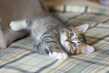 Очаровательный сибирский котенок